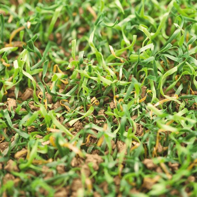LigaGrass Synergy_02_POLYTAN.jpg
